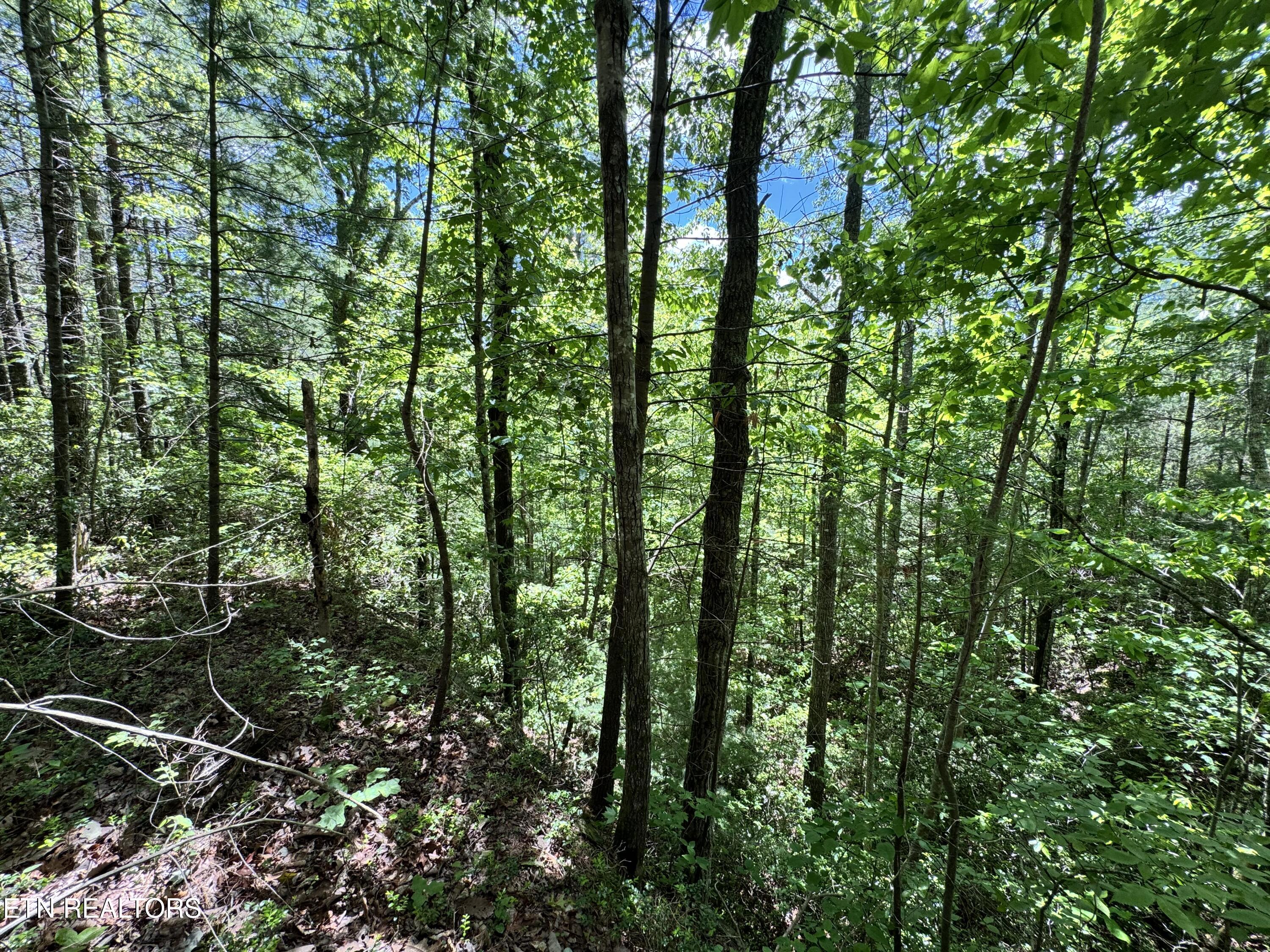 Bear Hollow Rd Property Photo 20