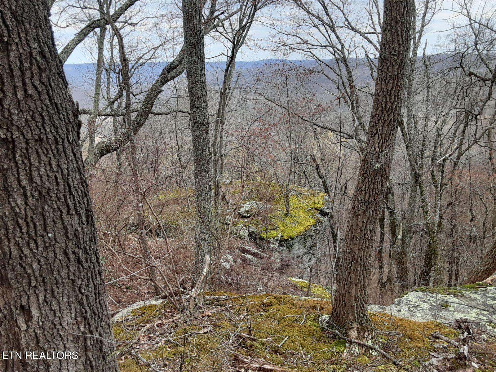 95.43 Acre Sheep Bluff Rd Property Photo 7