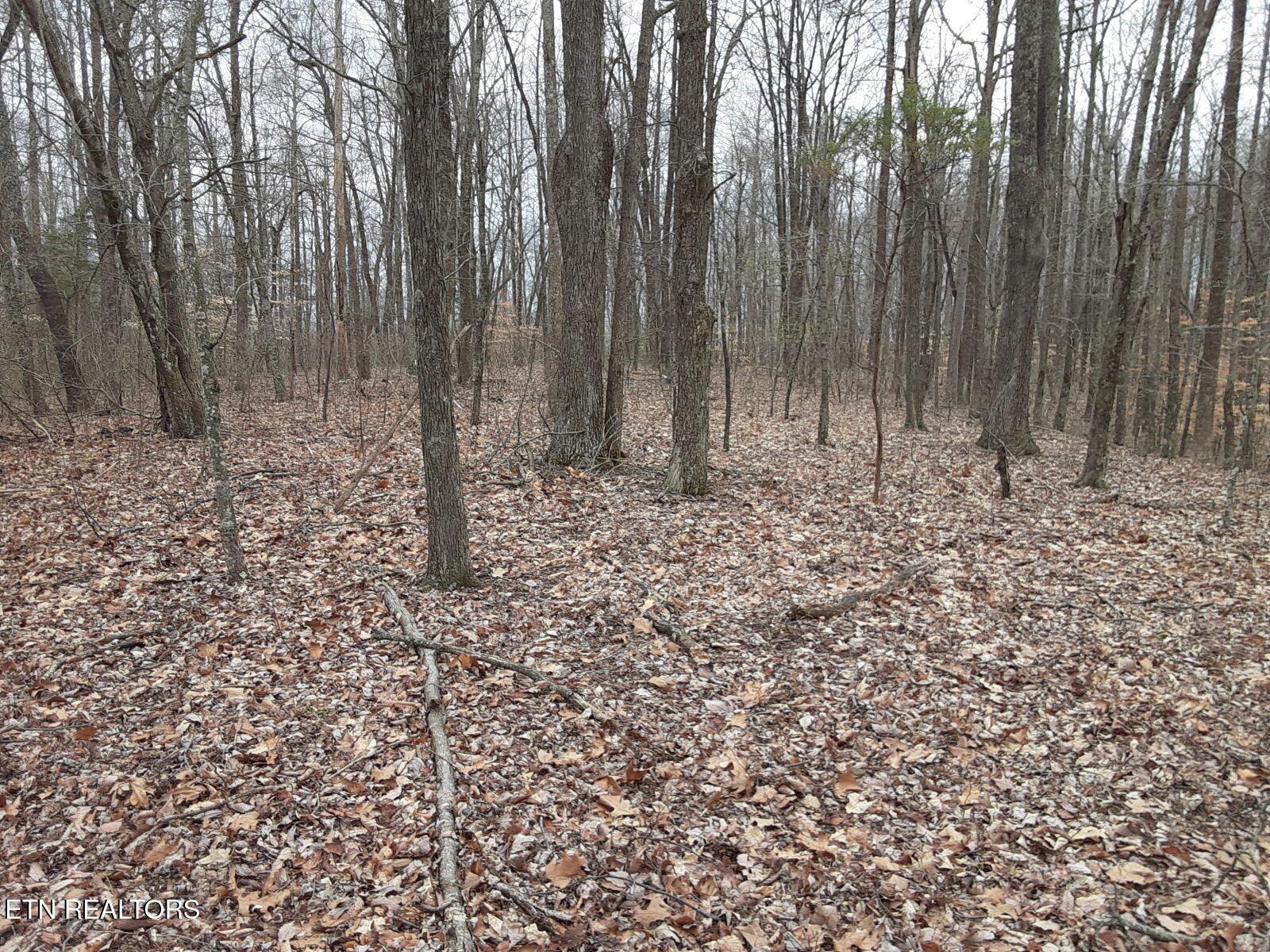 95.43 Acre Sheep Bluff Rd Property Photo 8
