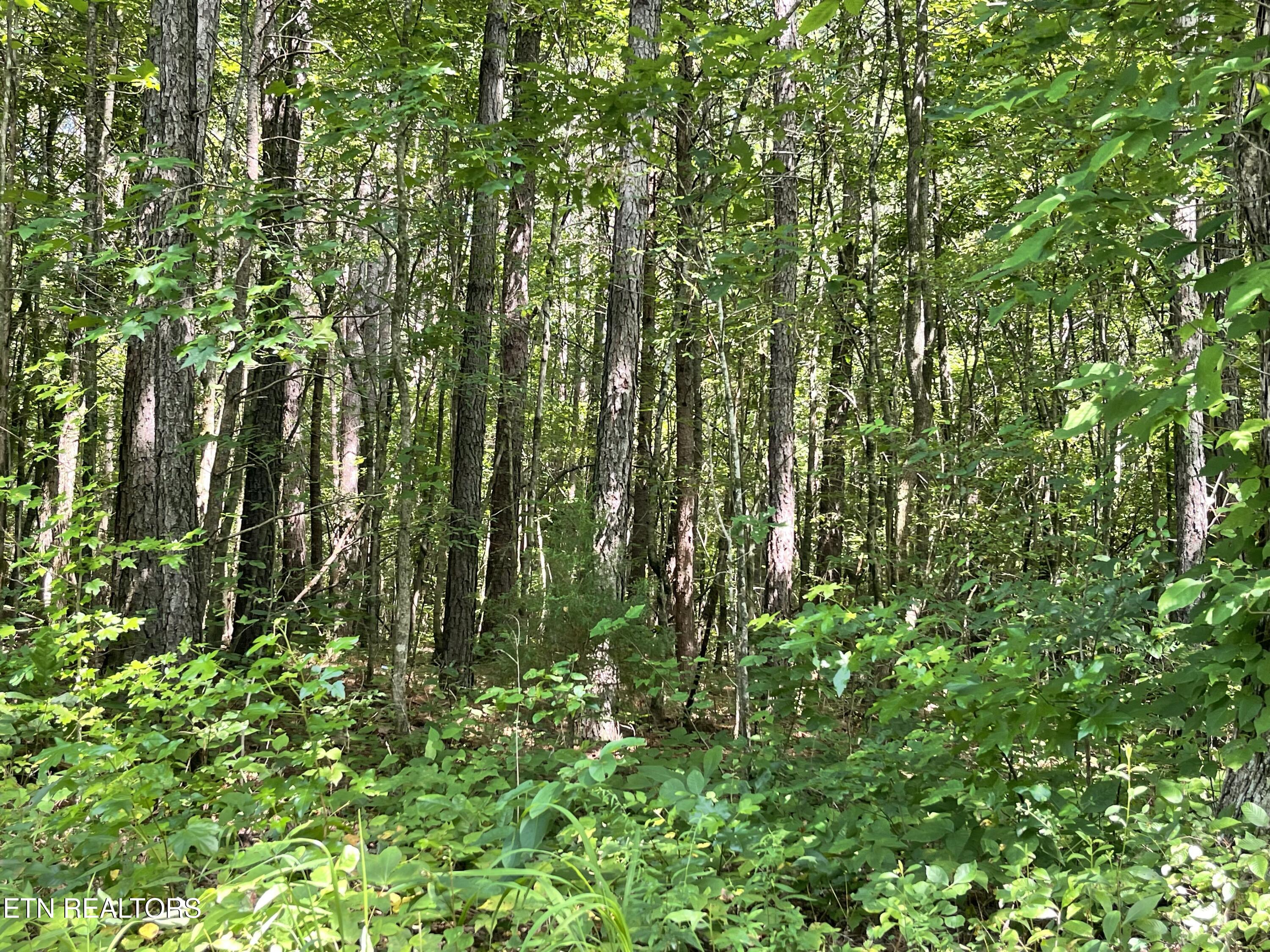 5.01 Acres County Road 285 Property Photo