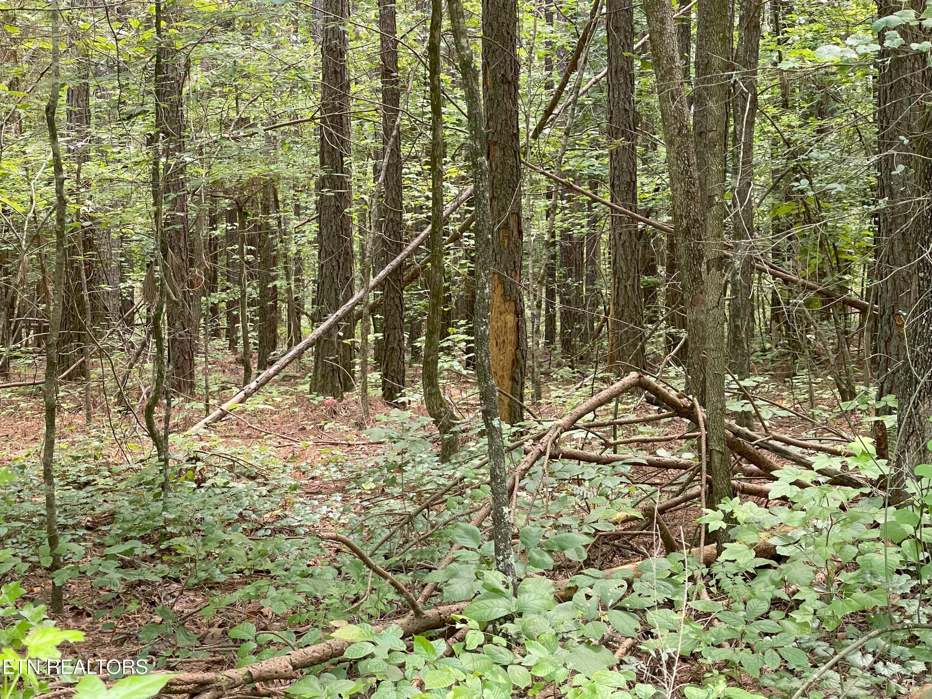 5.02 Acres County Road 285 Property Photo