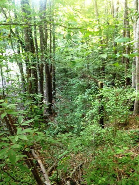 Parcel 4 Highway 98 Property Photo 2