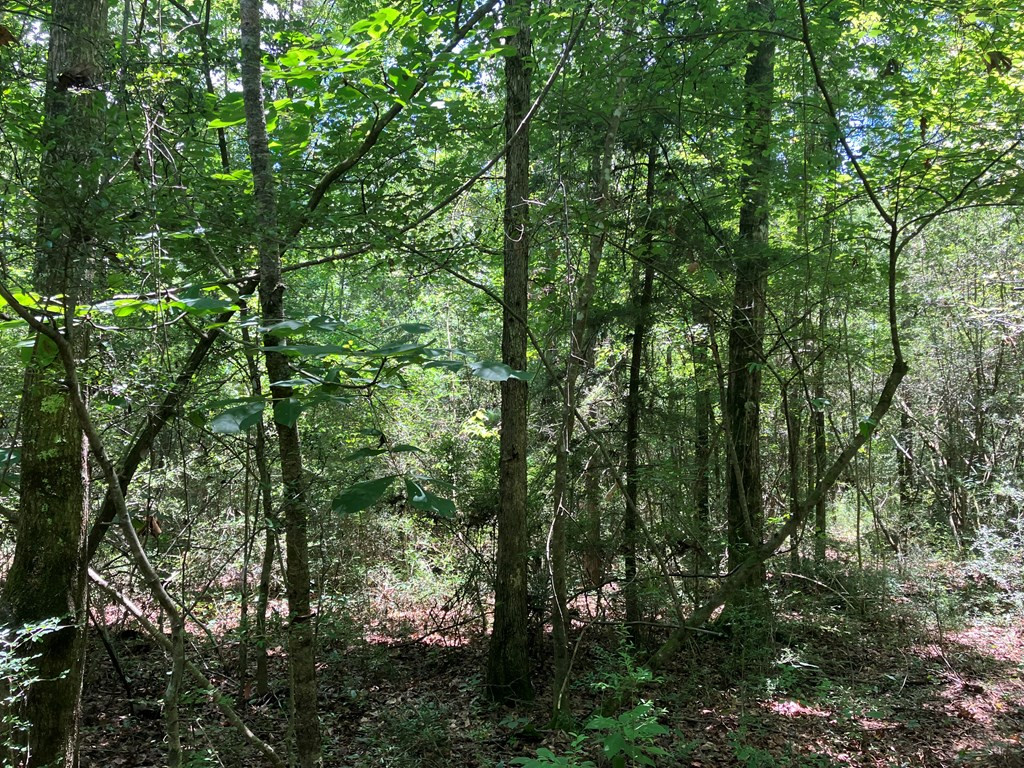 Hwy 48 Property Photo 6