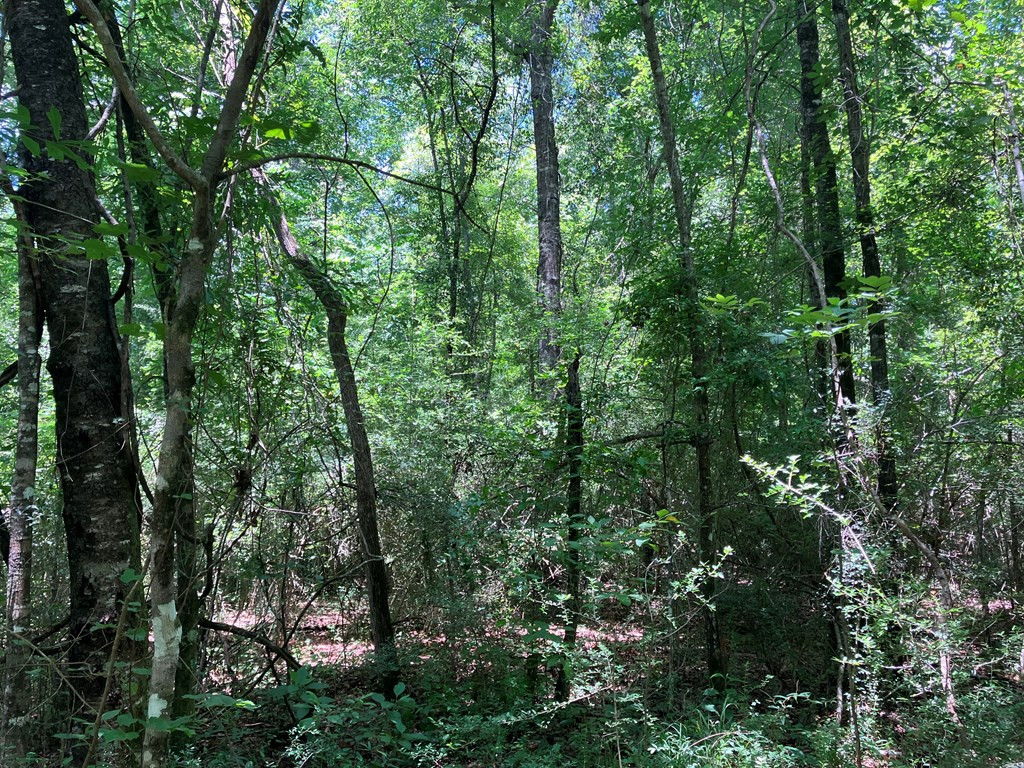 Hwy 48 Property Photo 8