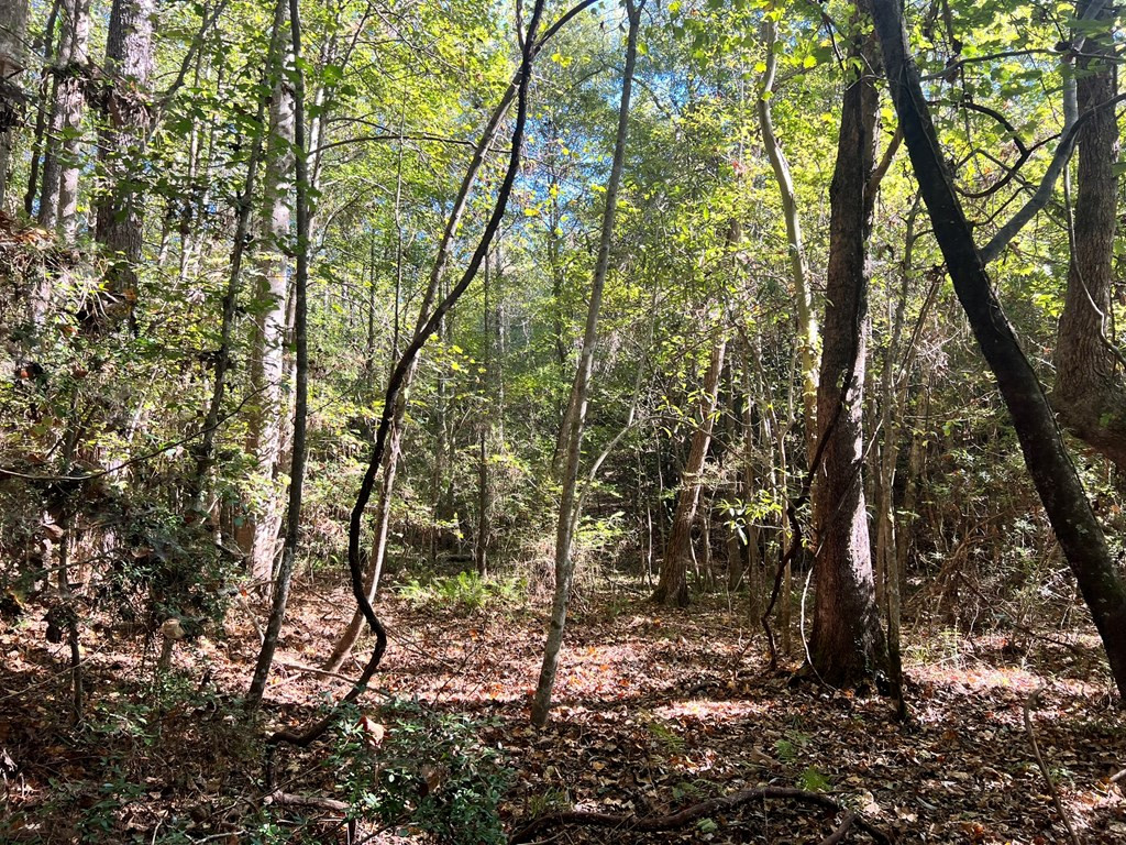- Airport Lane Property Photo 22