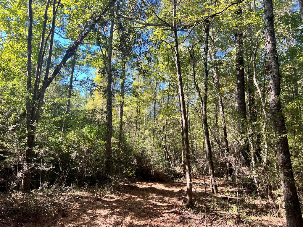 - Airport Lane Property Photo 28