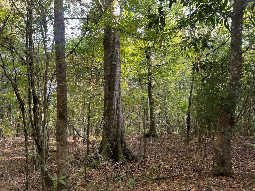Tbd Ms-568 Property Photo 8