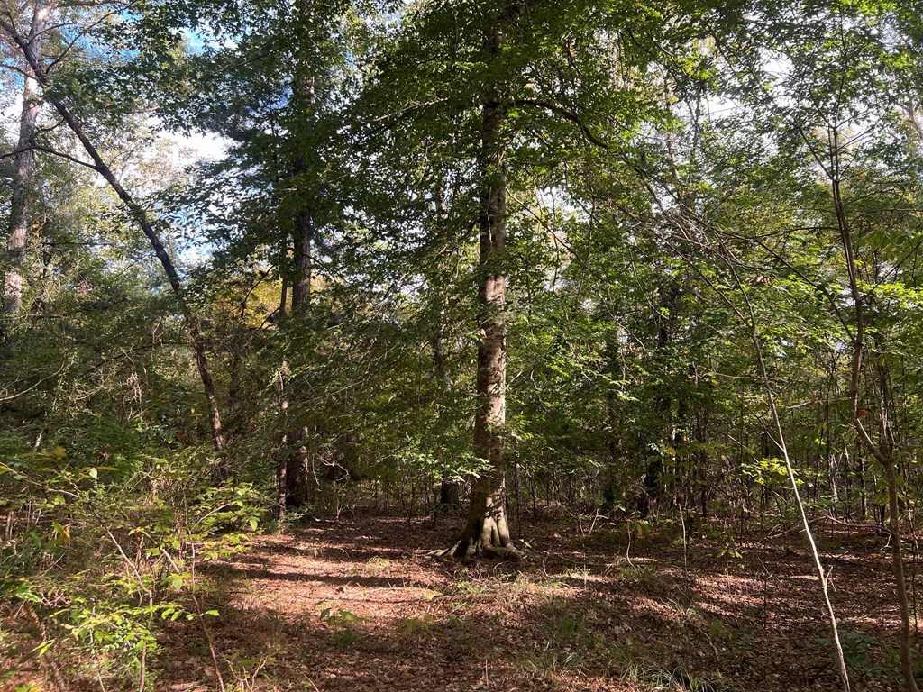 Tbd Ms-568 Property Photo 9