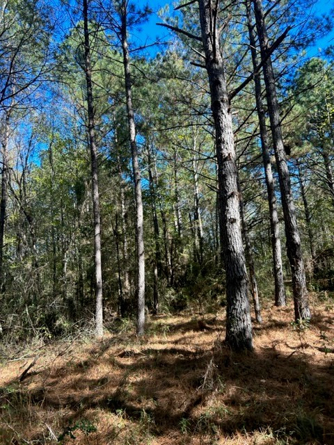 Tbd Highway 550 Property Photo 14