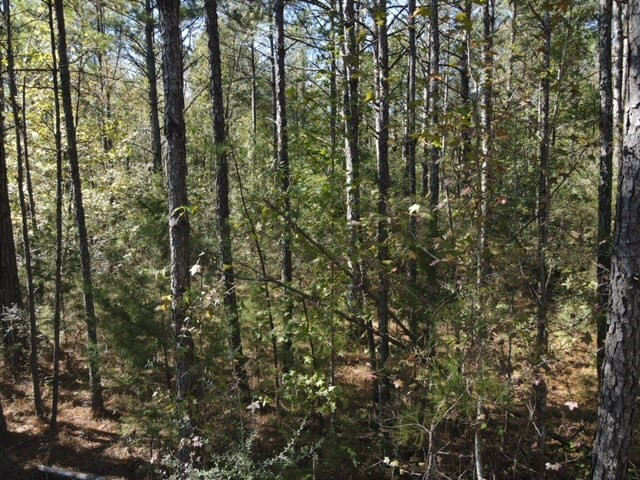 Tbd Highway 550 Property Photo 31