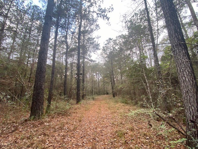 129 Buck Branch School Road Property Photo 59