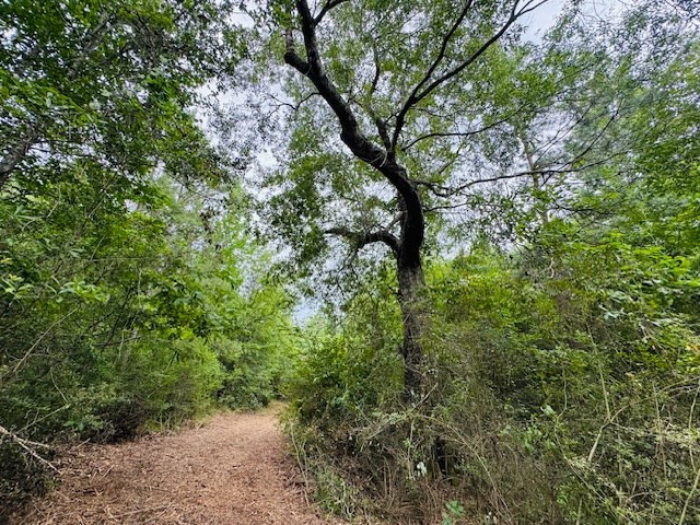 Tbd Carters Creek Road Property Photo 15