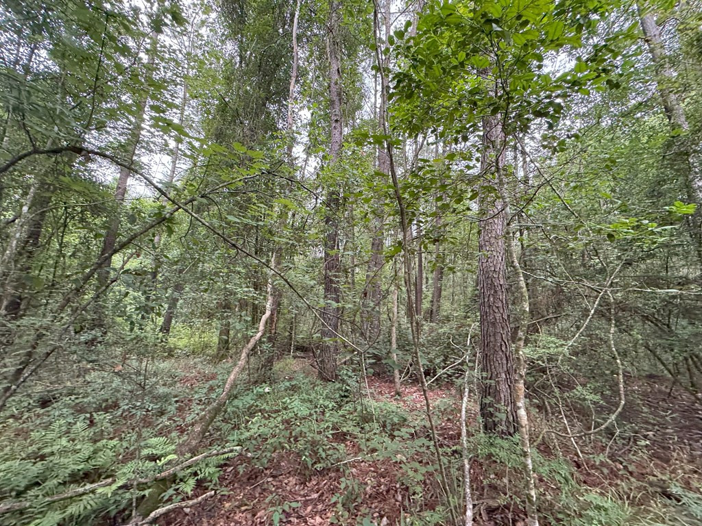 0 La Highway 442 Property Photo 5