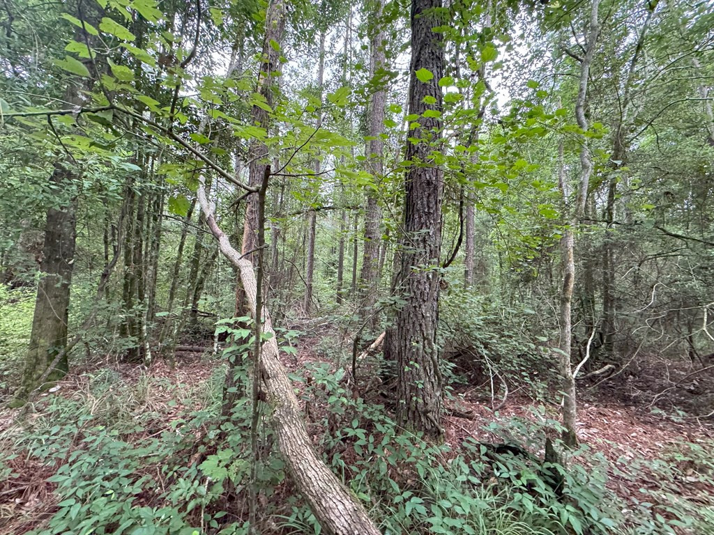 0 La Highway 442 Property Photo 6