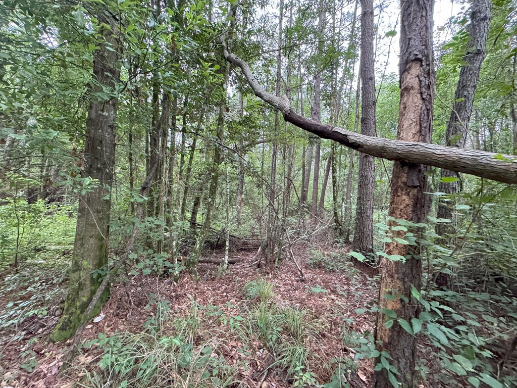 0 La Highway 442 Property Photo 7