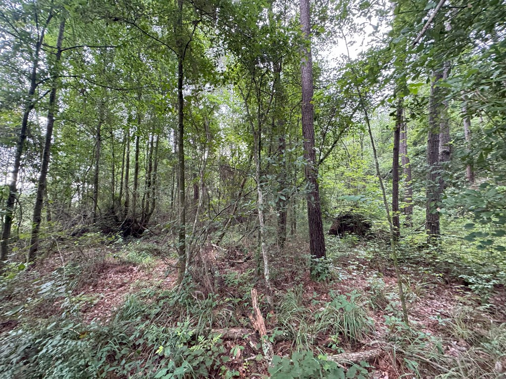 0 La Highway 442 Property Photo 8