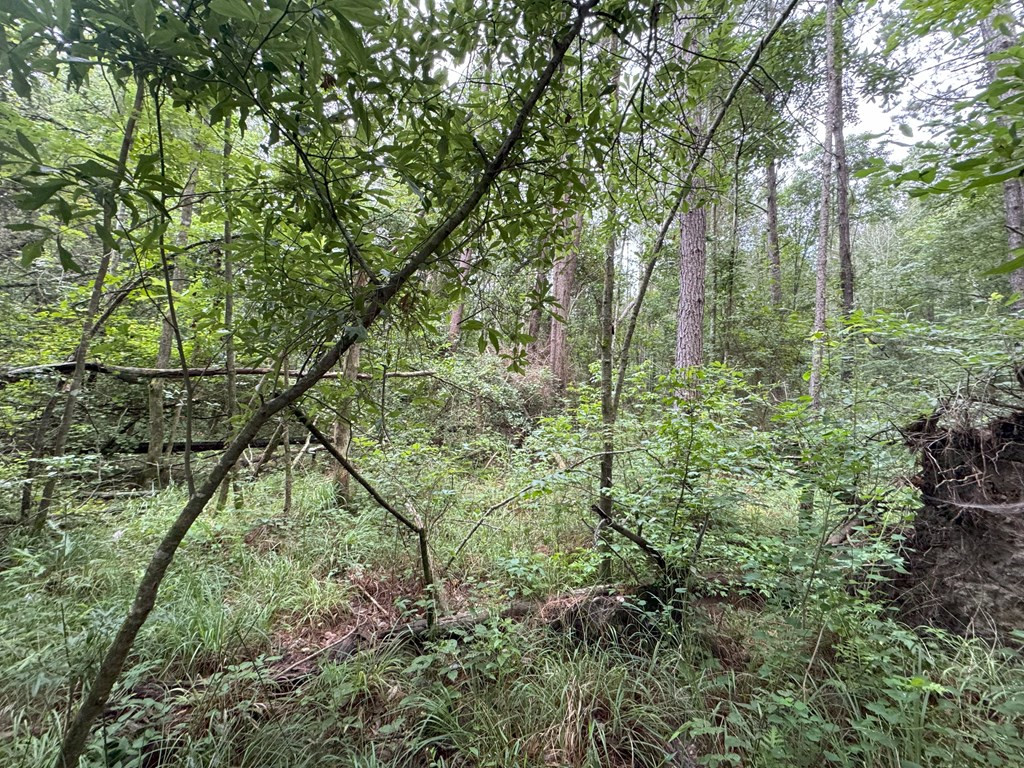 0 La Highway 442 Property Photo 9