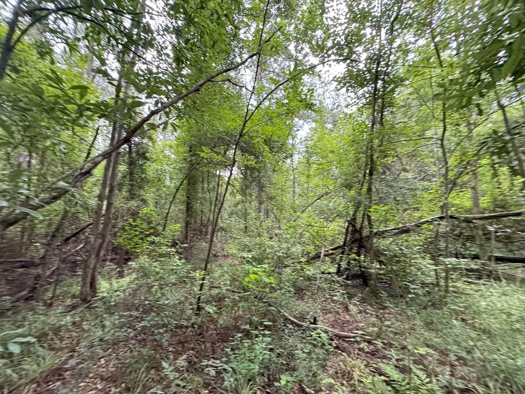 0 La Highway 442 Property Photo 10