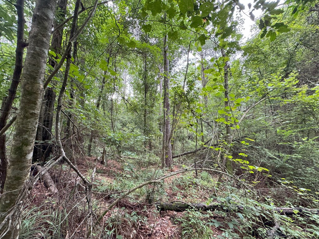 0 La Highway 442 Property Photo 11