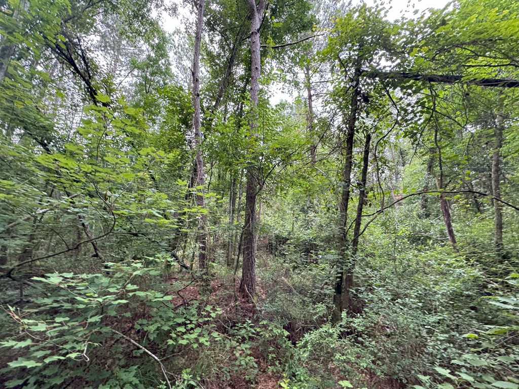 0 La Highway 442 Property Photo 12