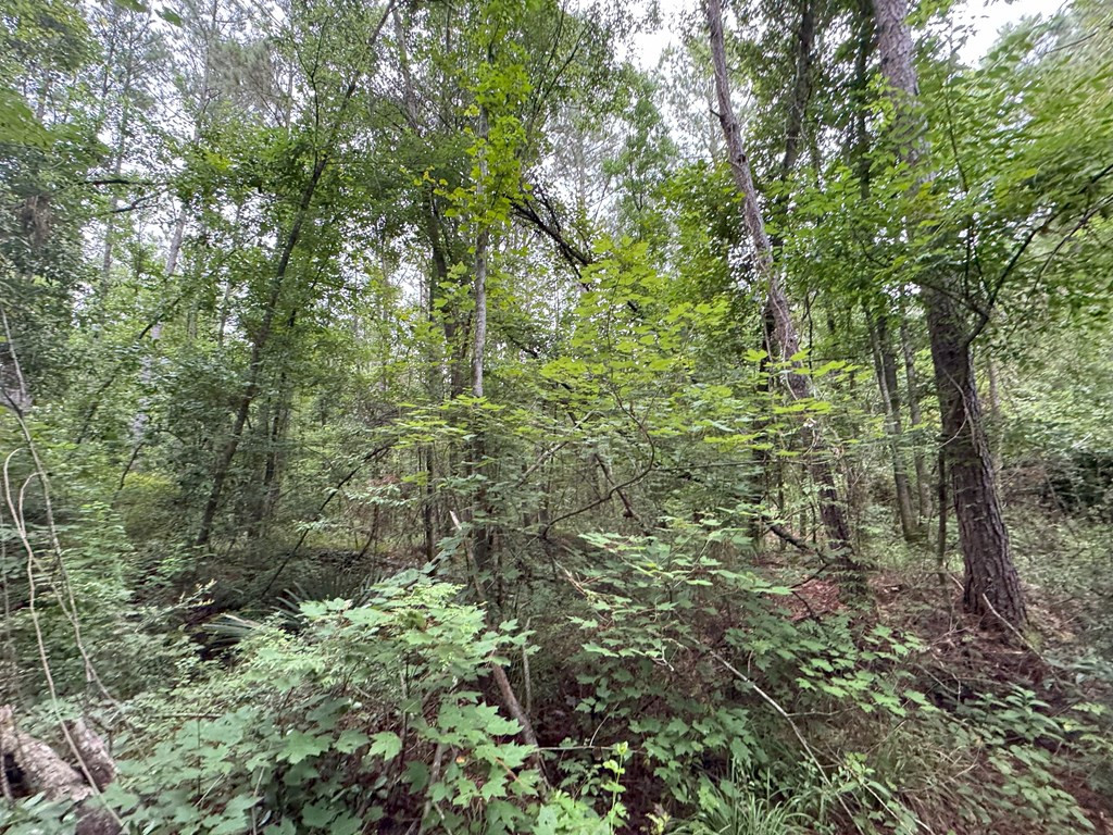 0 La Highway 442 Property Photo 13