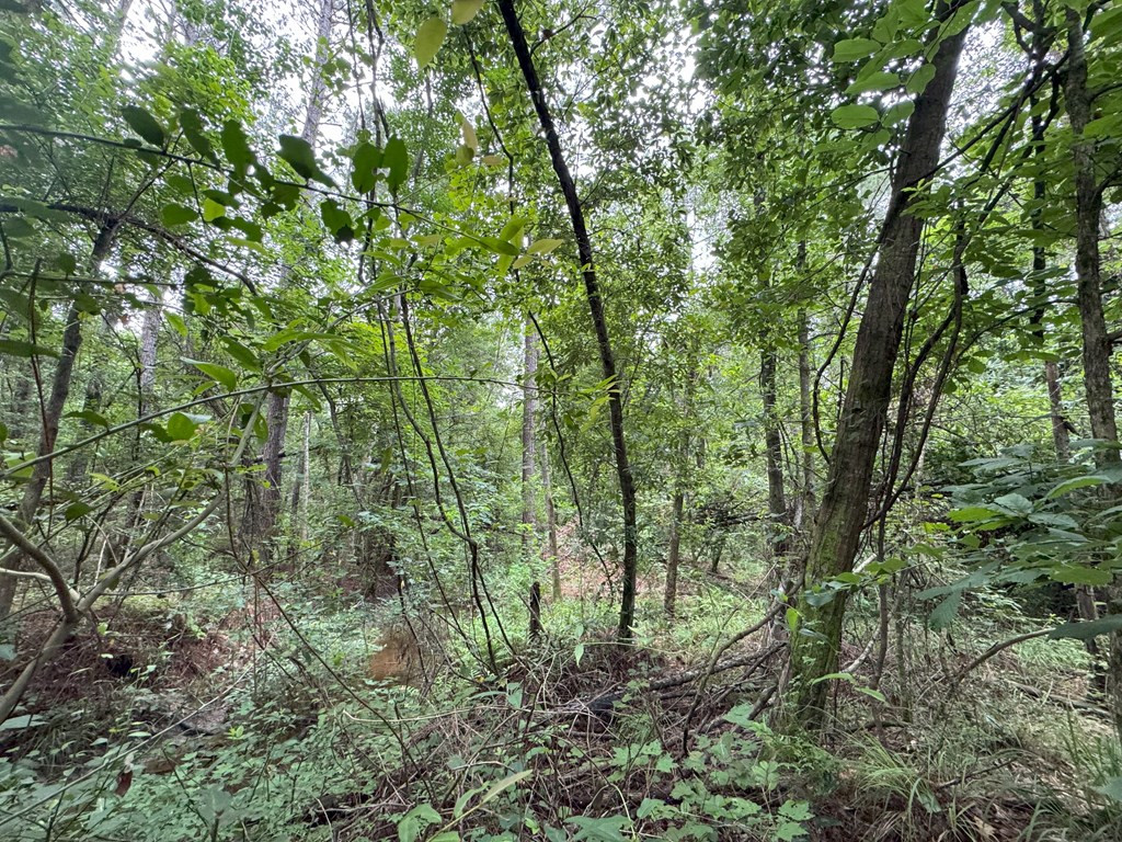 0 La Highway 442 Property Photo 18