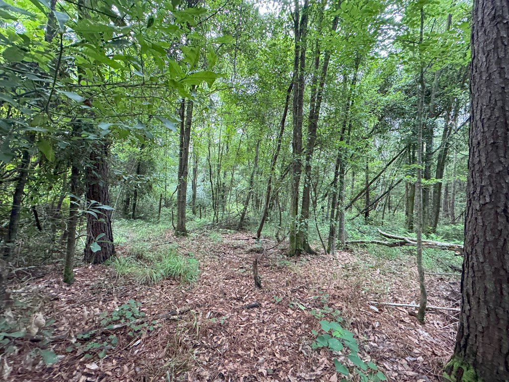 0 La Highway 442 Property Photo 19