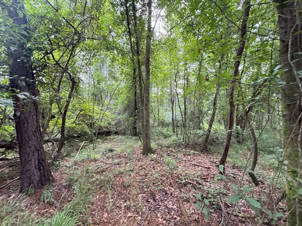 0 La Highway 442 Property Photo 20