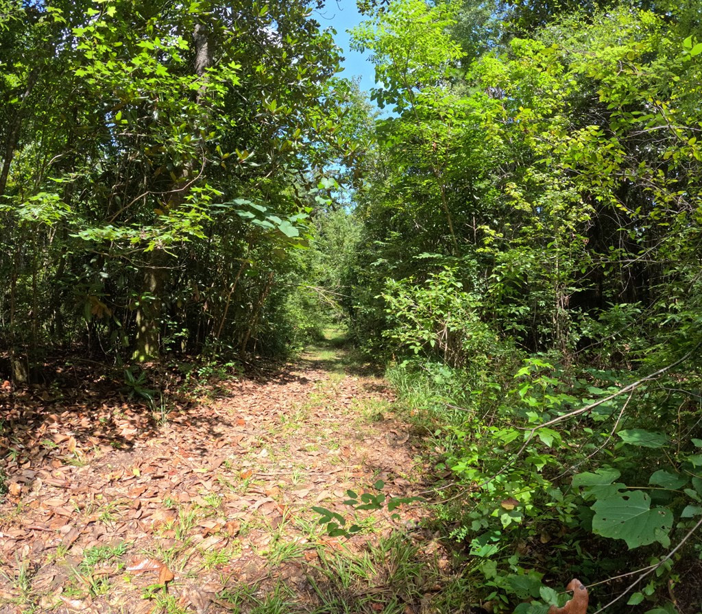 1608 Highway 586 Property Photo 31