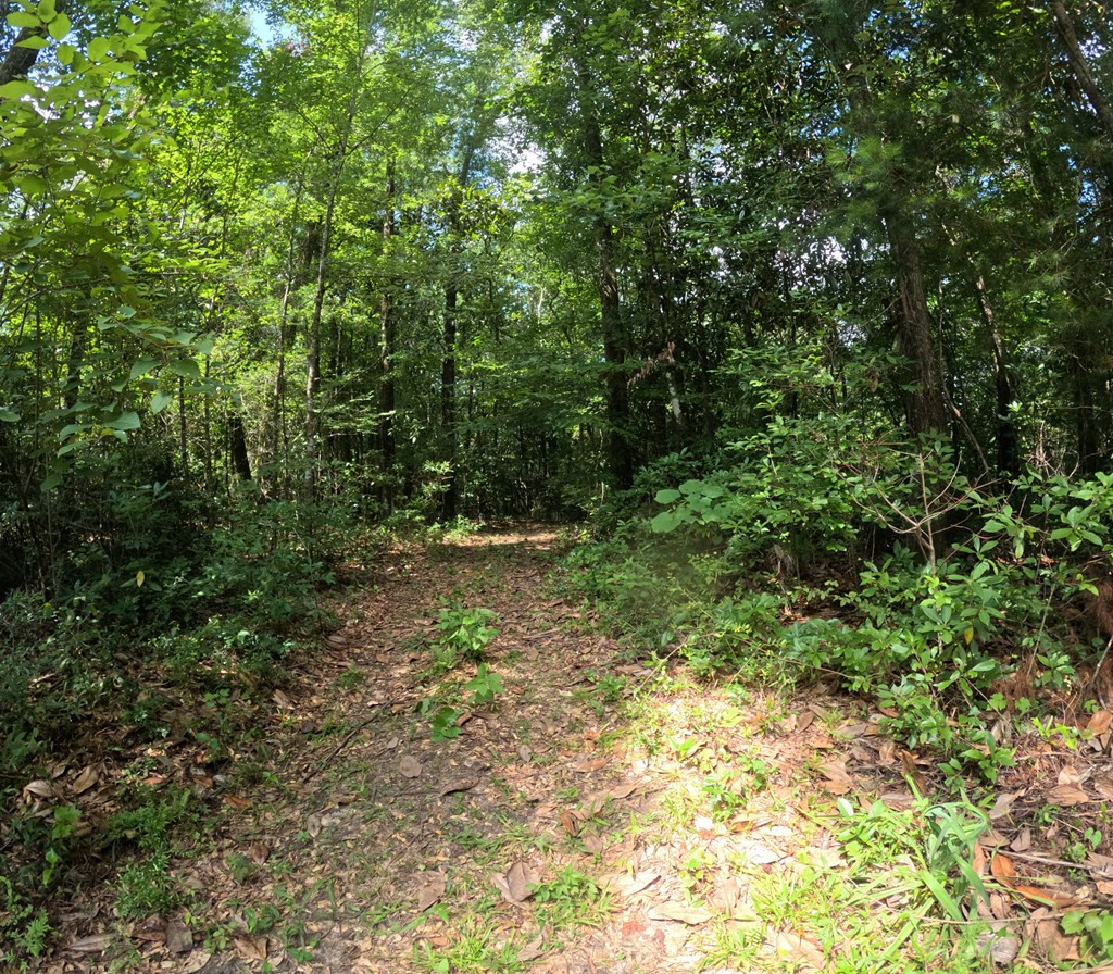 1608 Highway 586 Property Photo 39