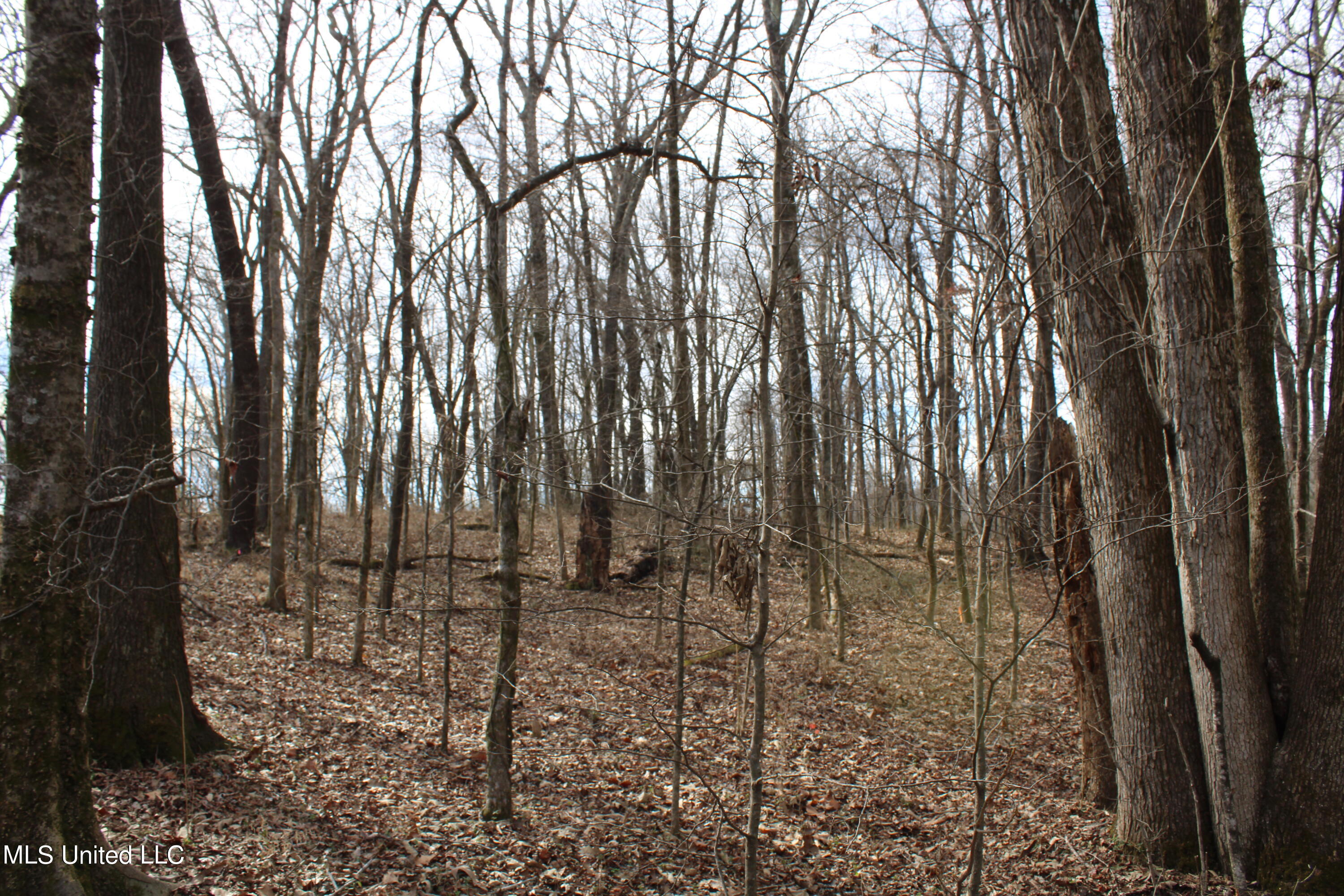 2167 Hogan Road Property Photo 6