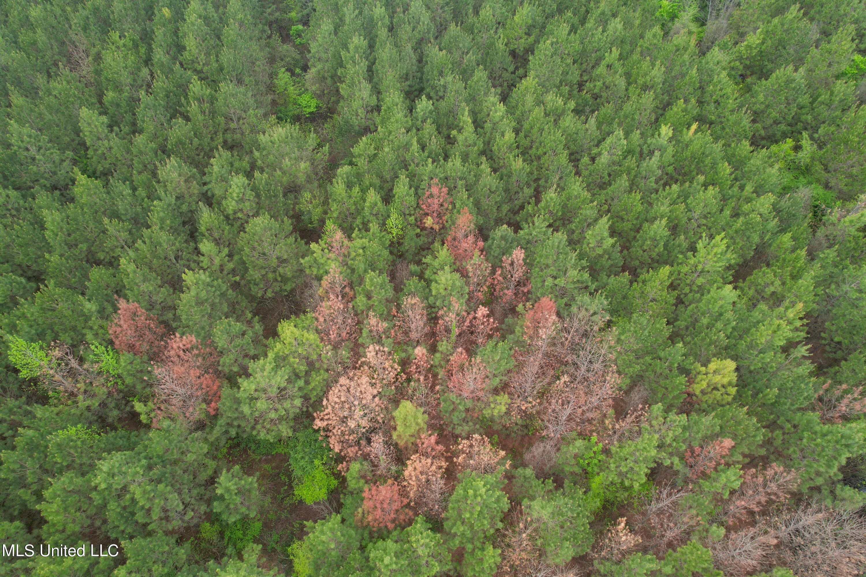 Campbell Creek Road Property Photo 13