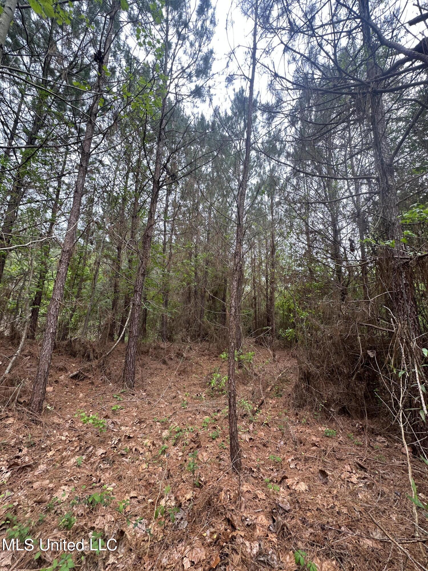 Campbell Creek Road Property Photo 16