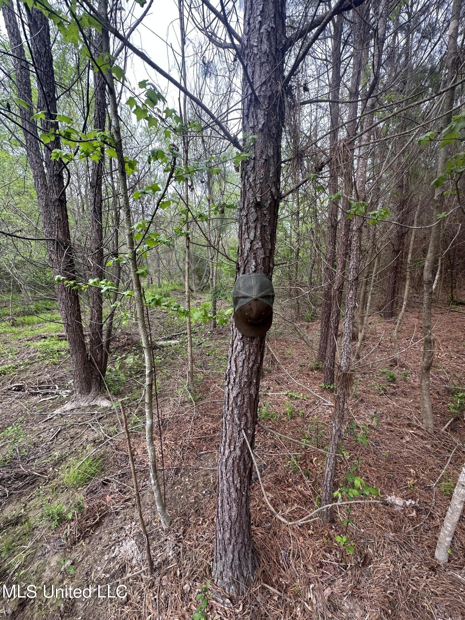 Campbell Creek Road Property Photo 19