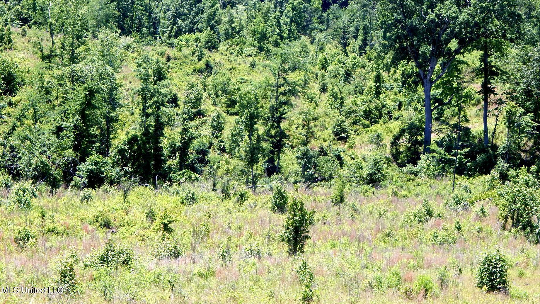 104 Hugh White State Park Road Property Photo 5
