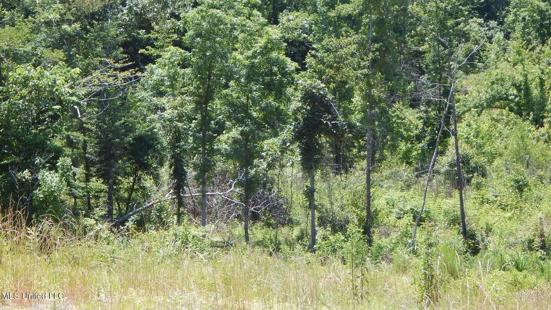 105 Hugh White State Park Road Property Photo 5