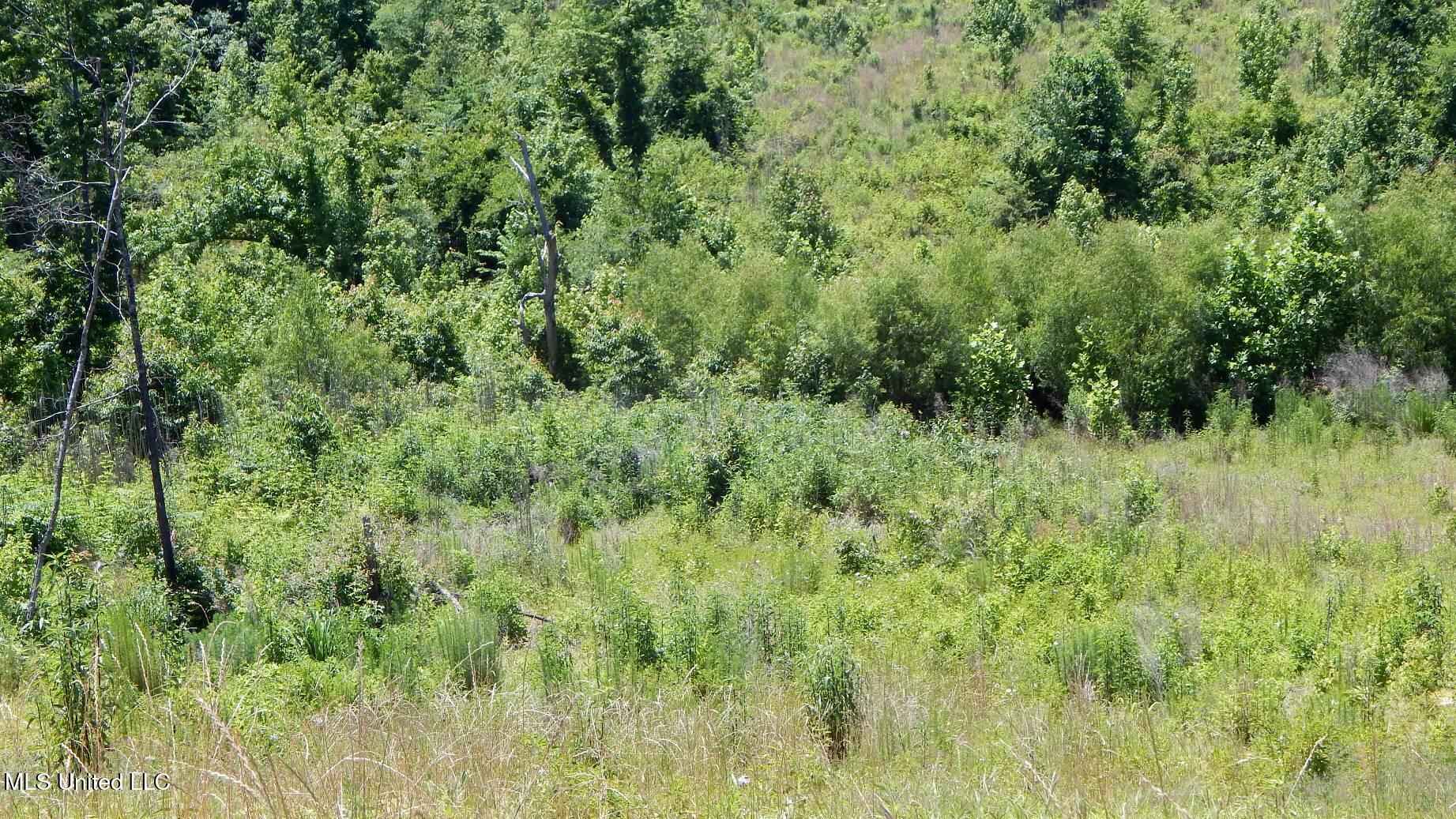 105 Hugh White State Park Road Property Photo 7