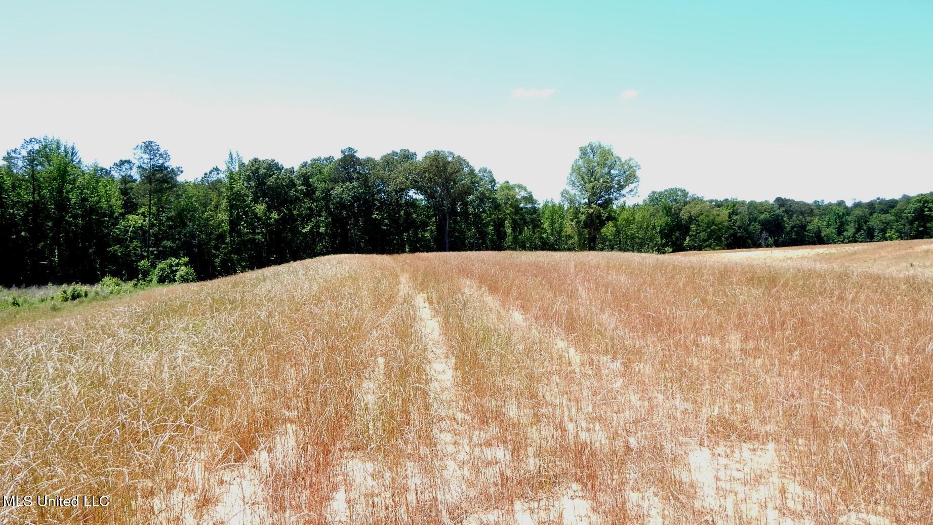 206 Hugh White State Park Road Property Photo 3