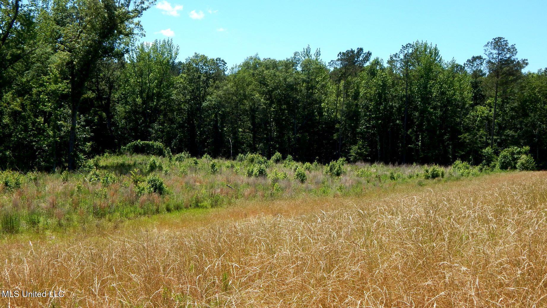 206 Hugh White State Park Road Property Photo 4