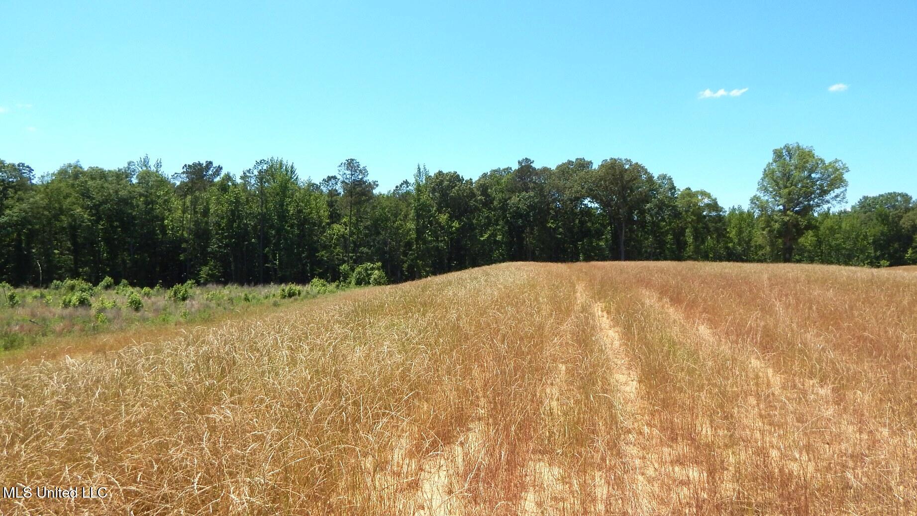 206 Hugh White State Park Road Property Photo 6