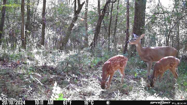 0 E Burt Loop Road Property Photo 9