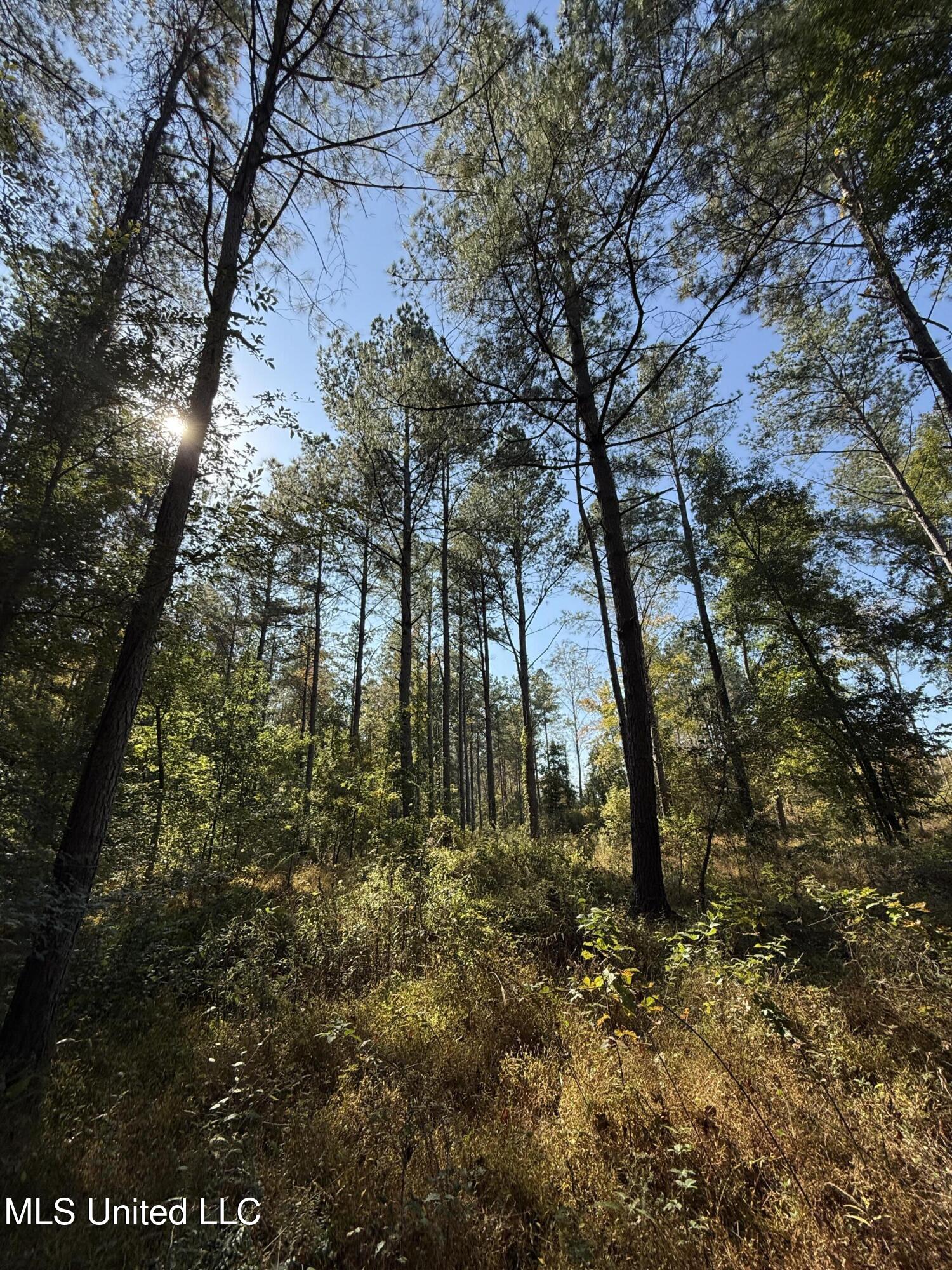 Off Highway 315 Property Photo 20