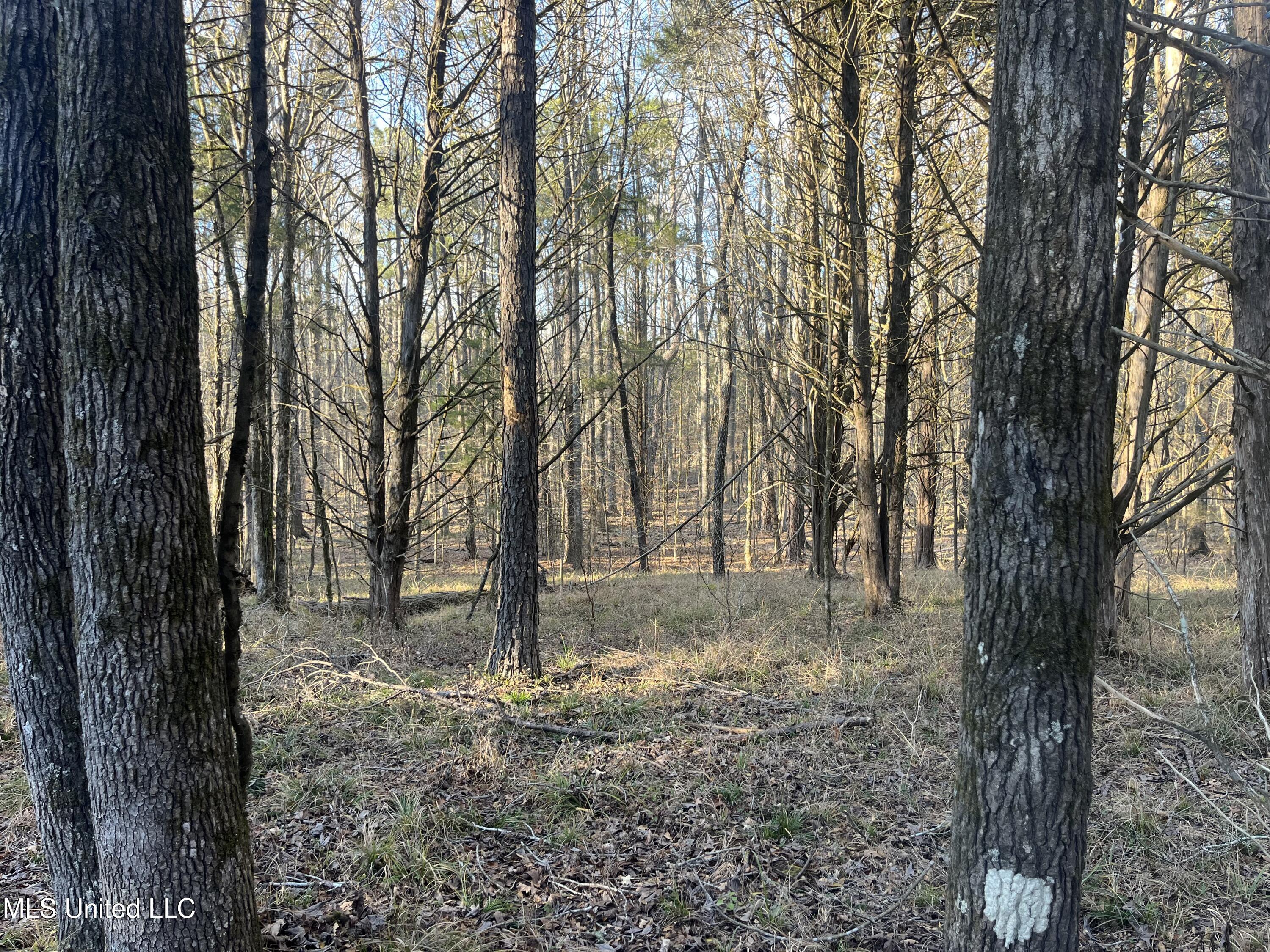 Springwood Trail Property Photo 25
