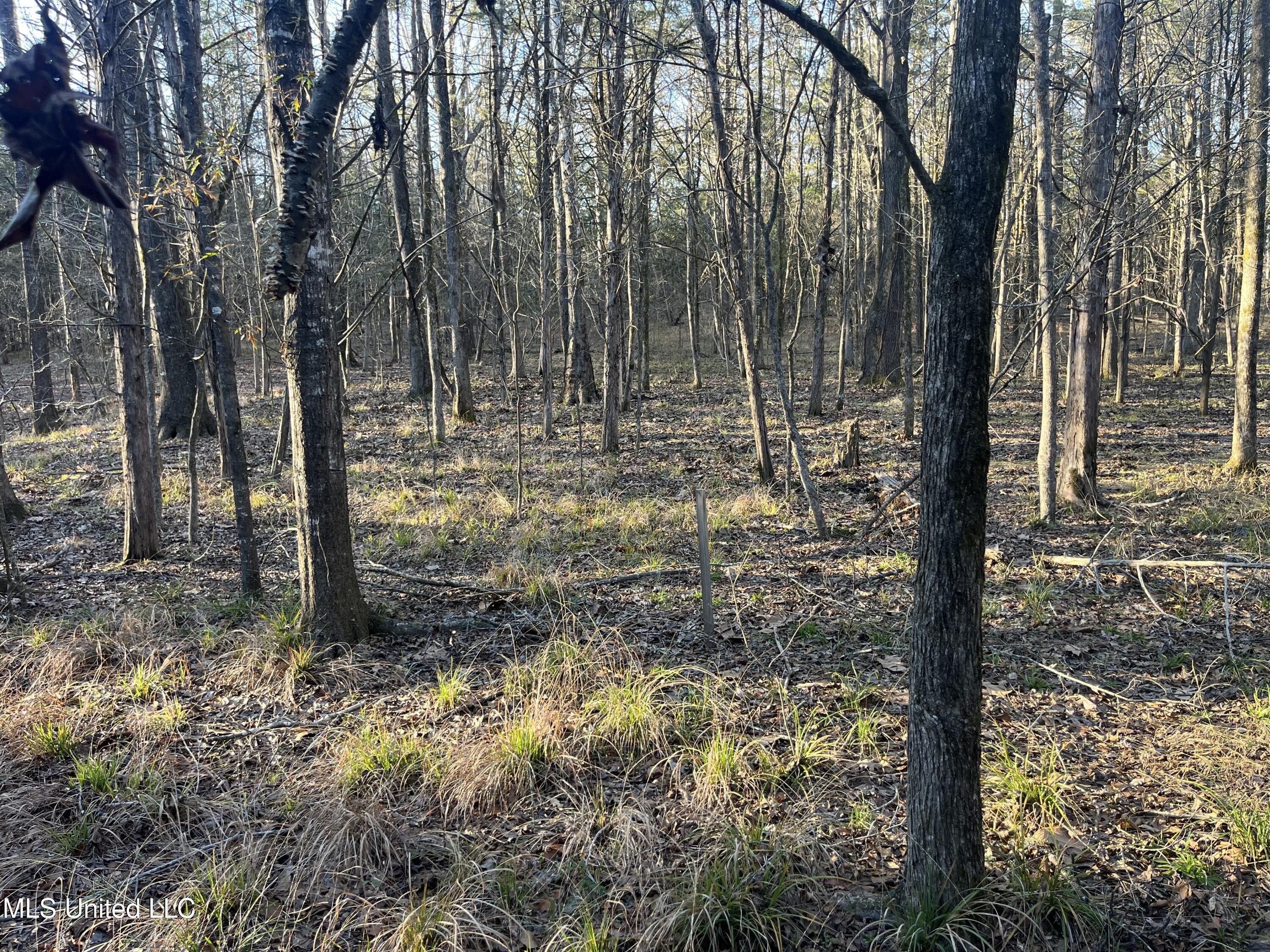 Springwood Trail Property Photo 31