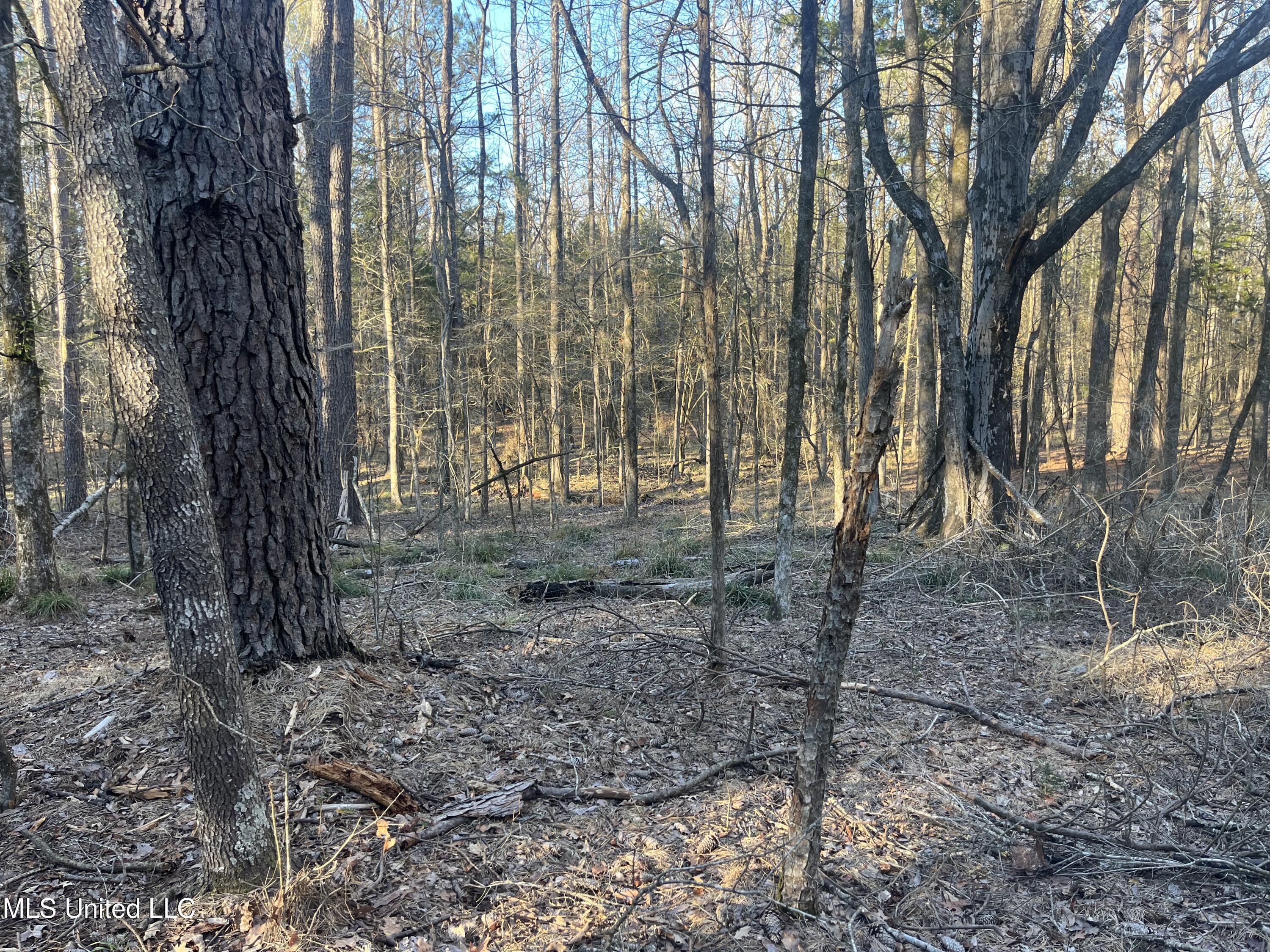 Springwood Trail Property Photo 13