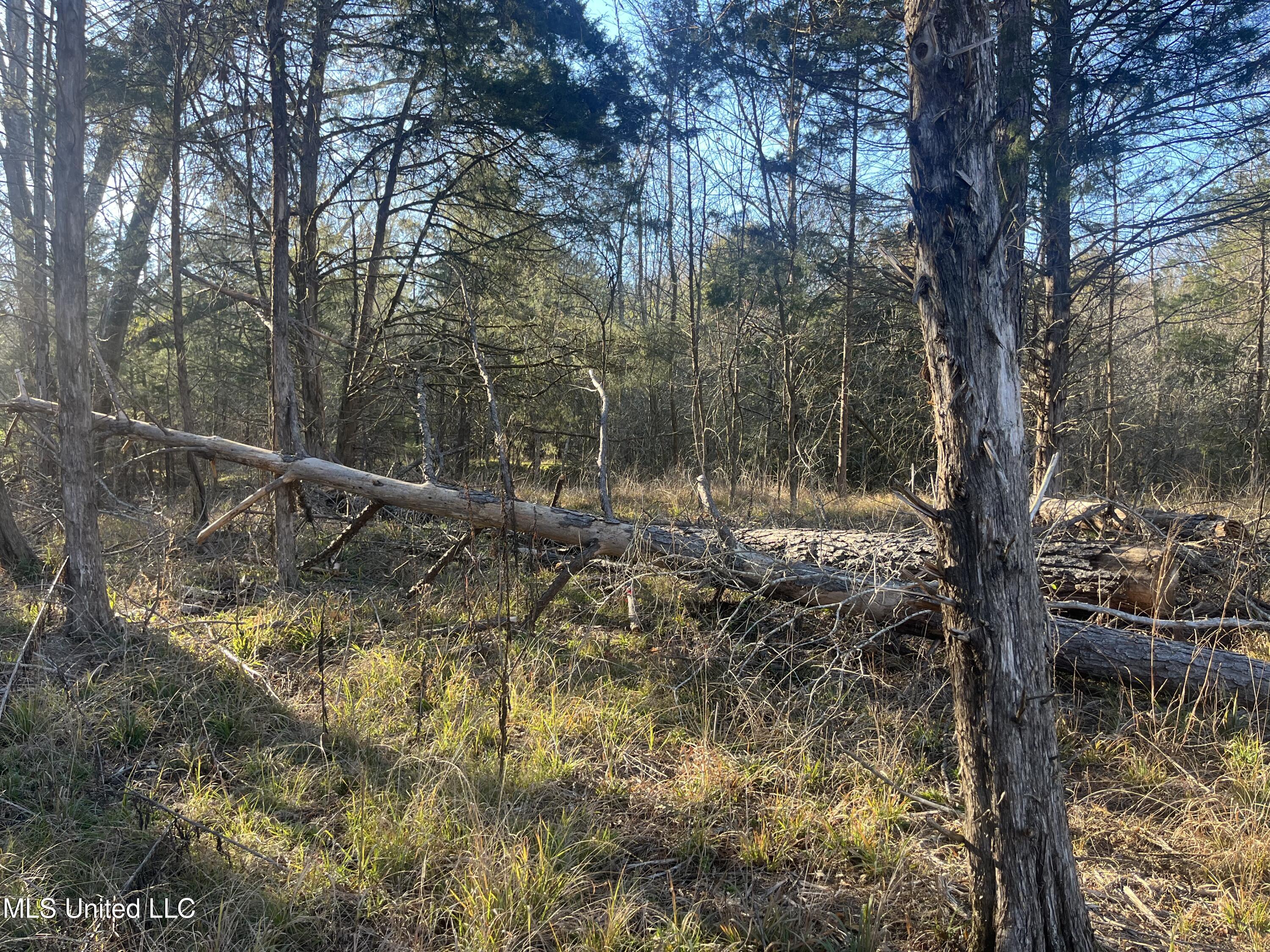 Springwood Trail Property Photo 35