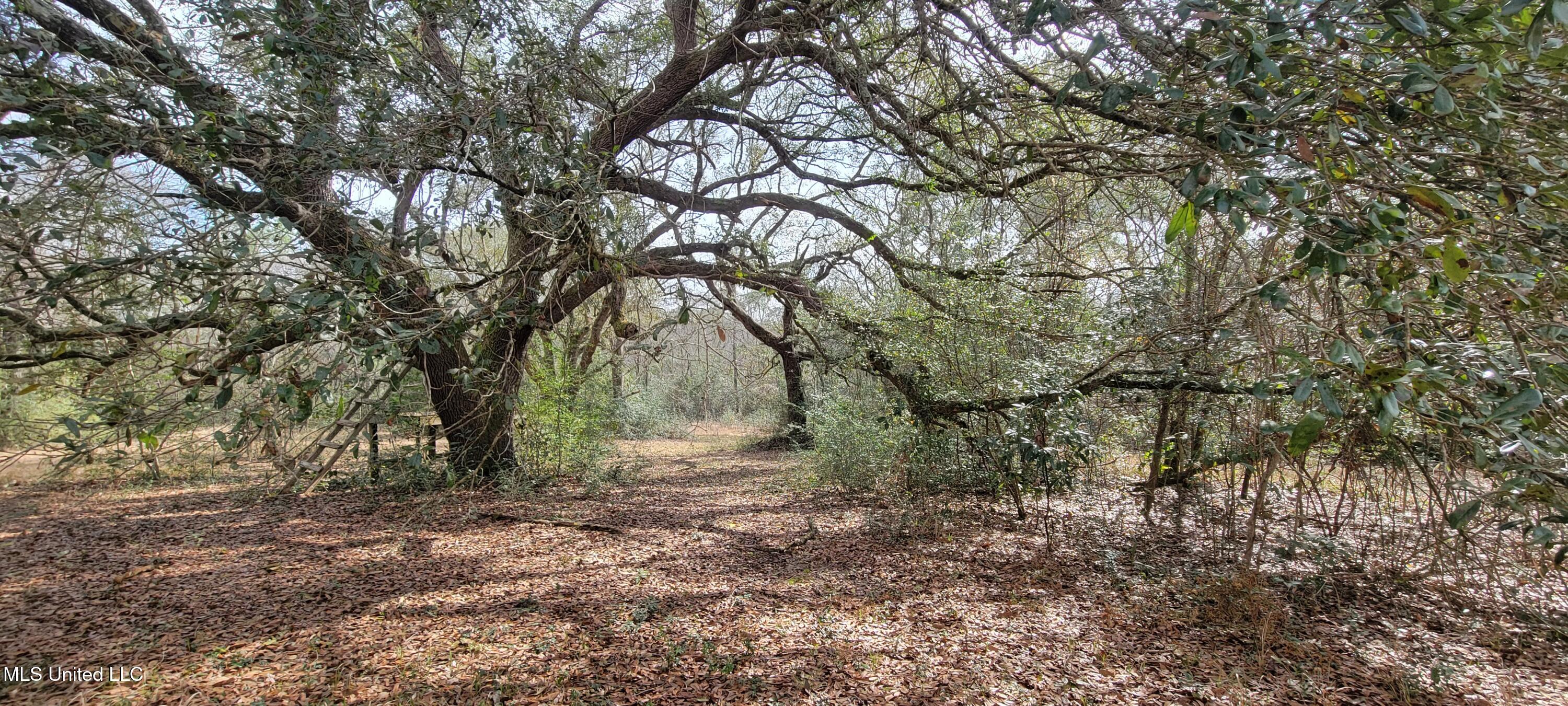 12174 Vidalia Road Property Photo 31