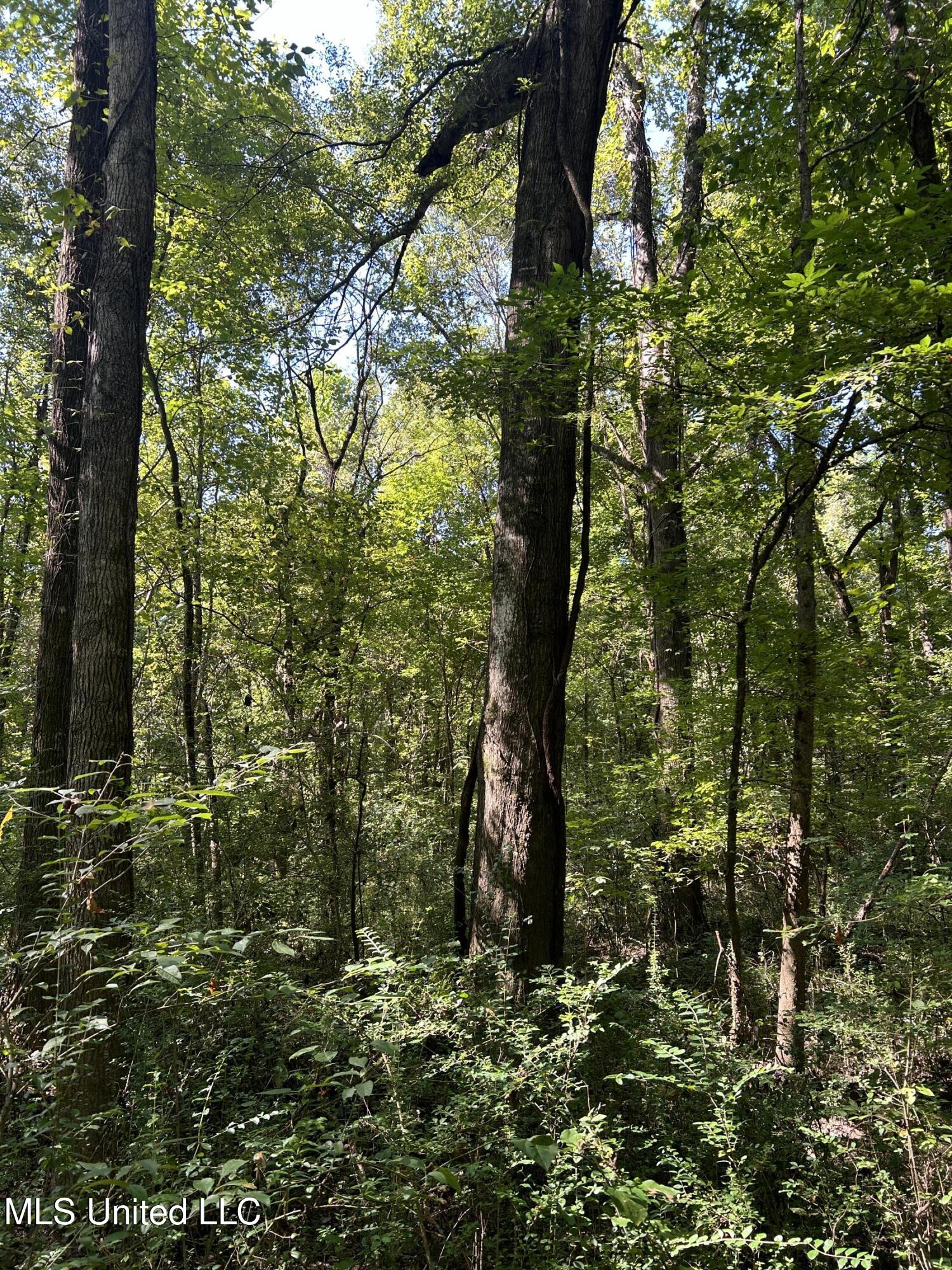 Ms Highway 12 Property Photo 53