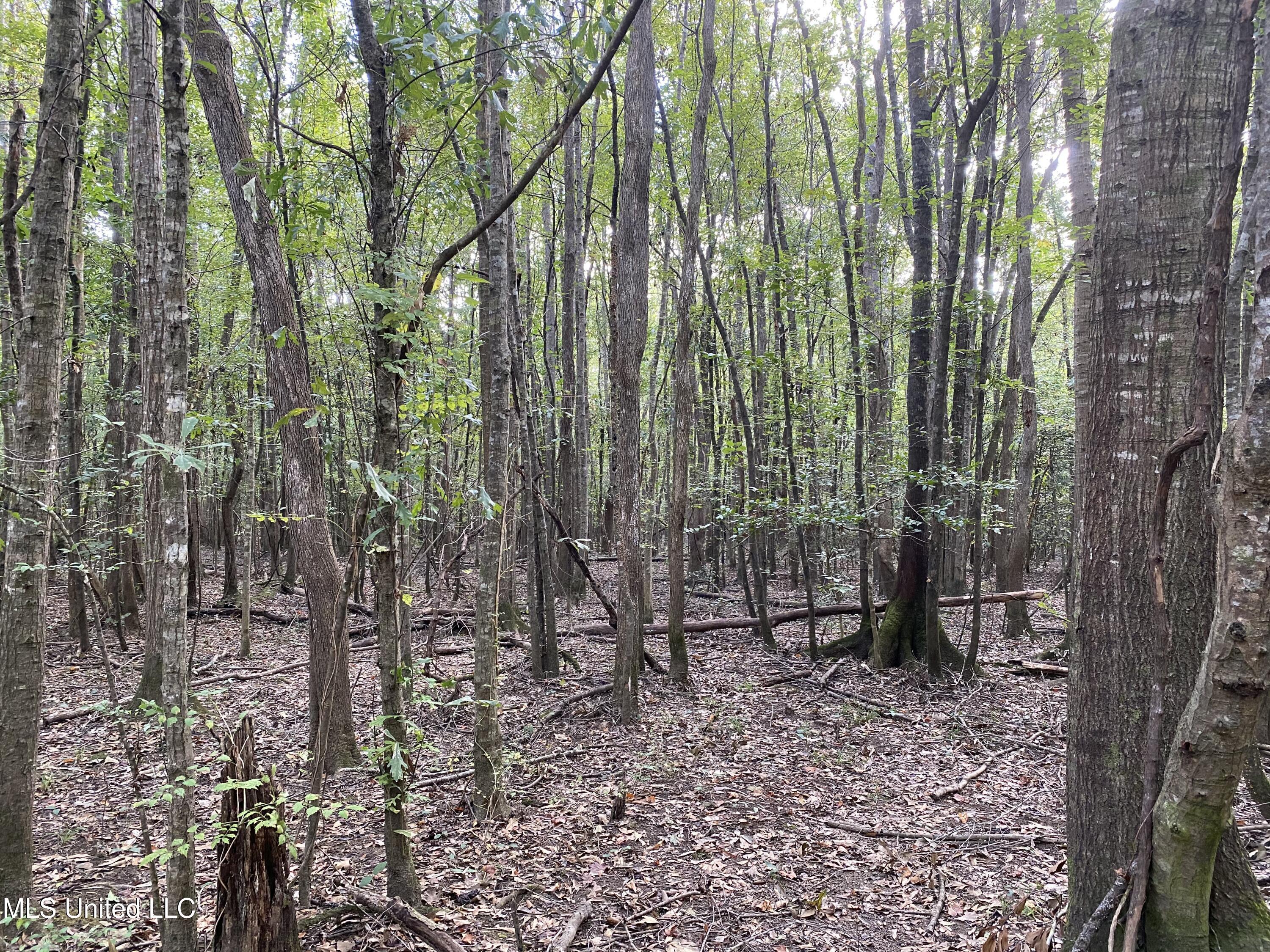 Big Cedar Creek Road Property Photo 4