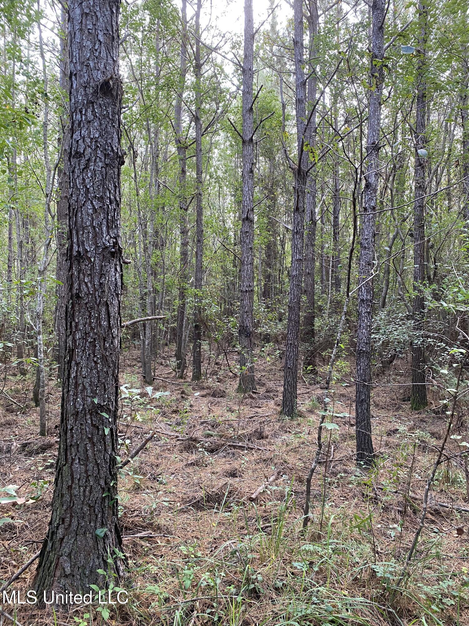 Big Cedar Creek Road Property Photo 16